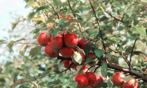 Summer Vacation in France: Discover Normandy’s Hidden Gems, Local Flavors, and Family Fun