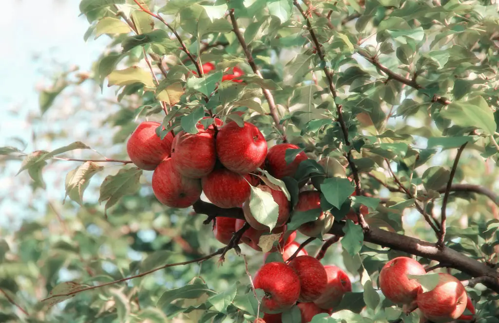 Apple orchard in Normandy with ripe red apples